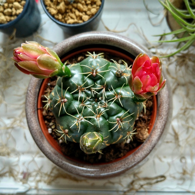 Floraison gymnocalycium. Img_2012