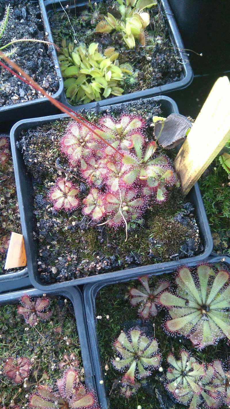 Album Drosera Dsc_0315