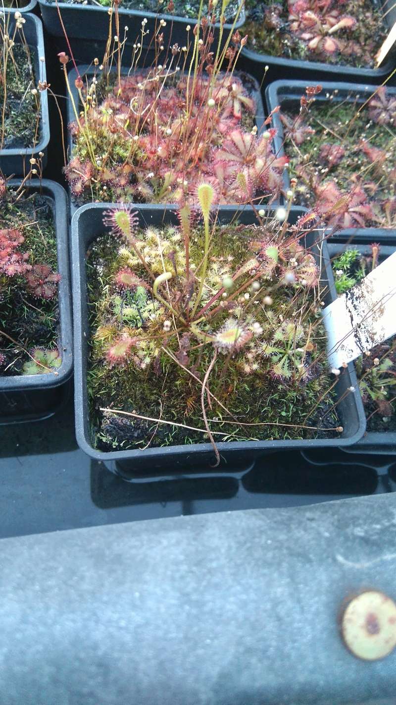 Album Drosera Dsc_0316
