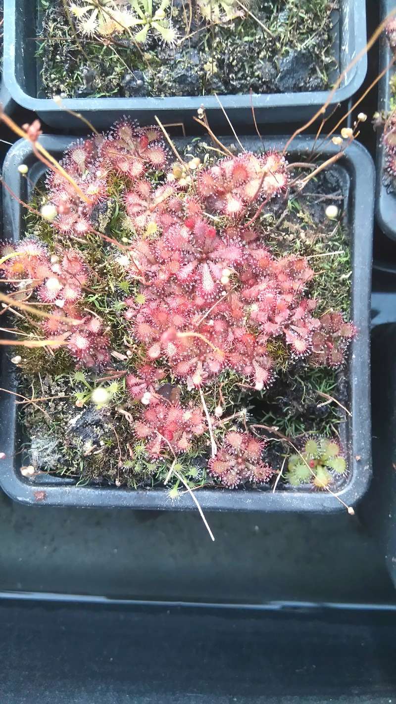 Album Drosera Dsc_0318