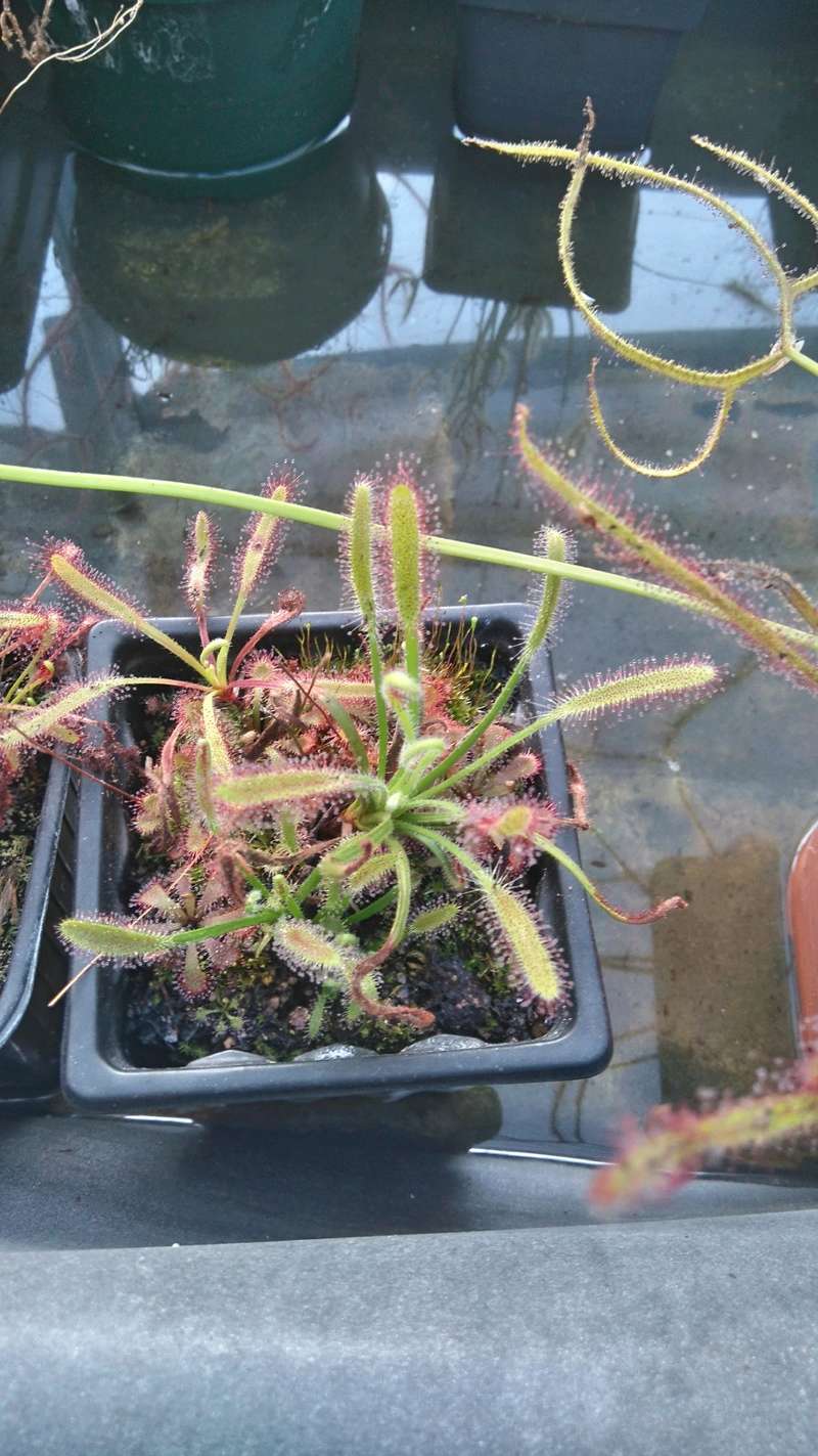 Album Drosera Dsc_0322