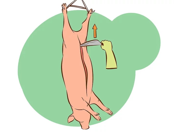 Le cochon, de la découpe a la cuisson.  510