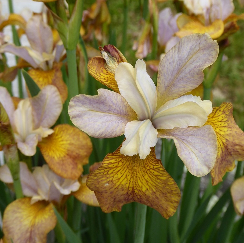 GUIDE D'IDENTIFICATION : les IRIS  Ginger10