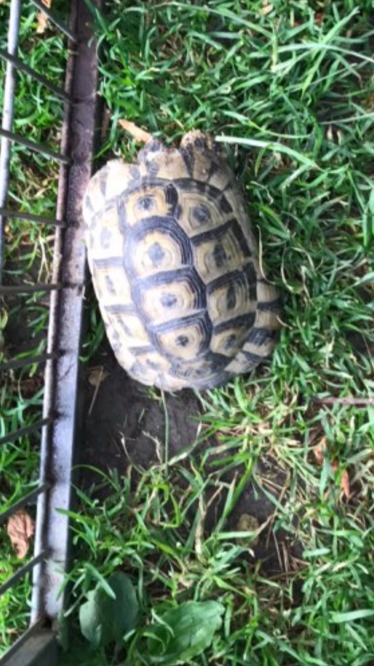 Identification de ma tortue trouvée  Img_3620