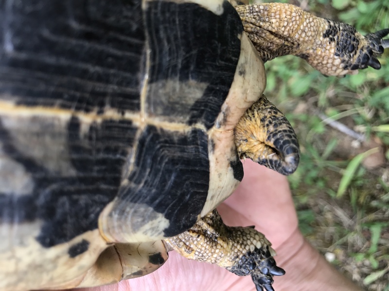 Identification de ma tortue trouvée  Img_3716