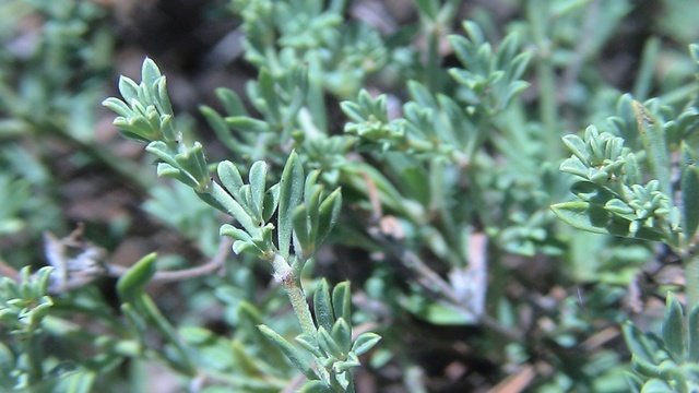 Cuscuta europaea Badass16