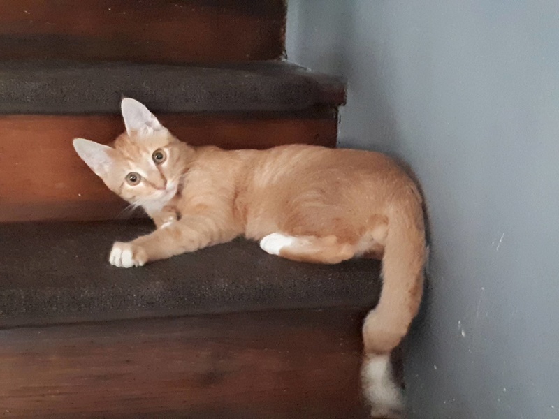 Newton, chaton roux tigré né en mars 2017 21103610