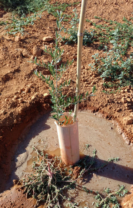 Crecimiento de plantones olivo - Página 12 611