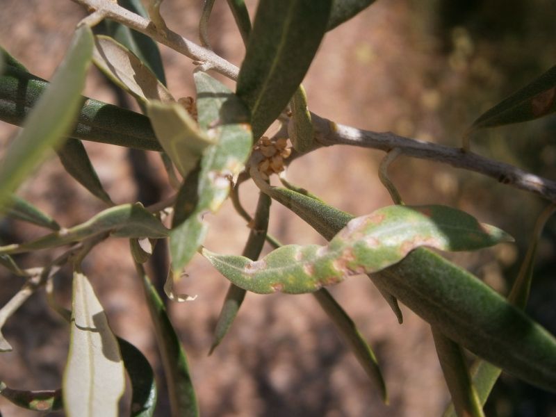 Arañuelo del olivo (Liothrips oleae) Hojas-10