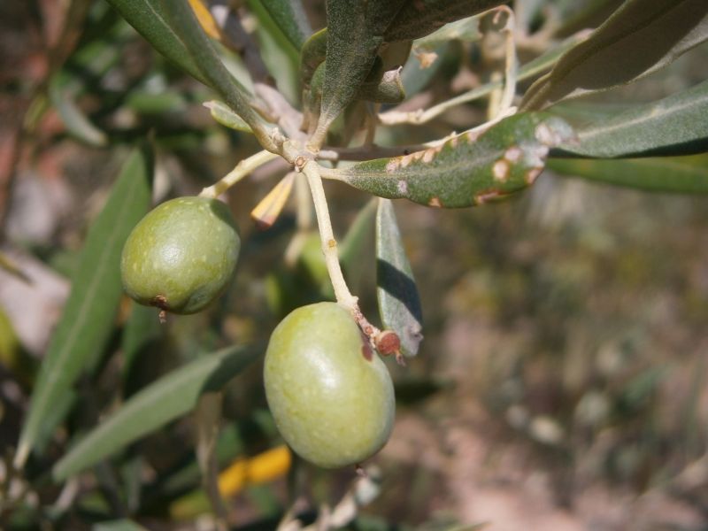 Arañuelo del olivo (Liothrips oleae) Hojas-11