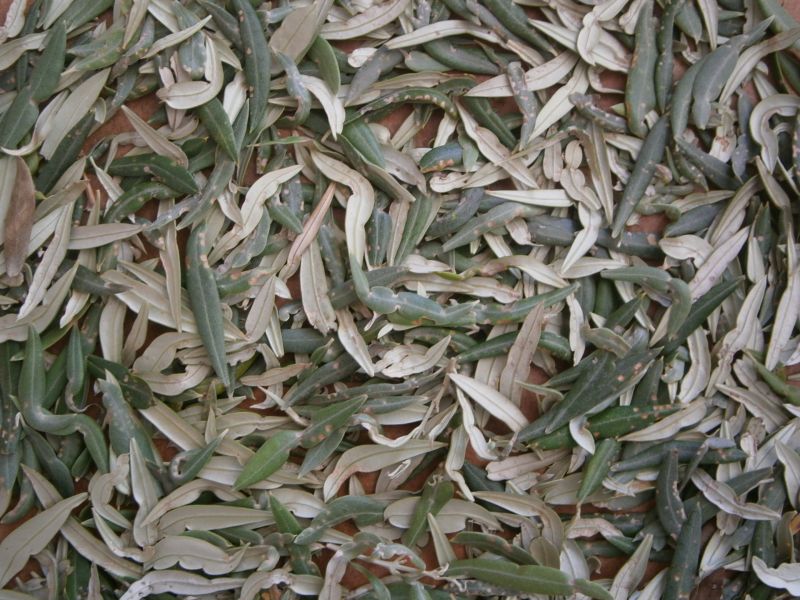 Arañuelo del olivo (Liothrips oleae) Hojas010