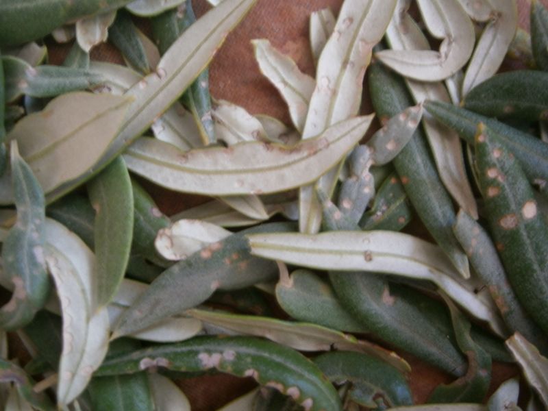 Arañuelo del olivo (Liothrips oleae) Hojas210