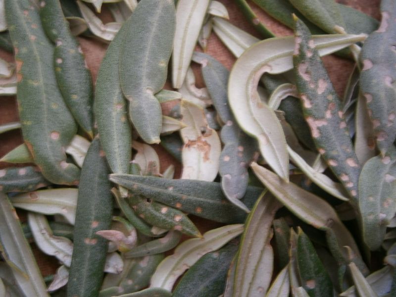 Arañuelo del olivo (Liothrips oleae) Hojas310