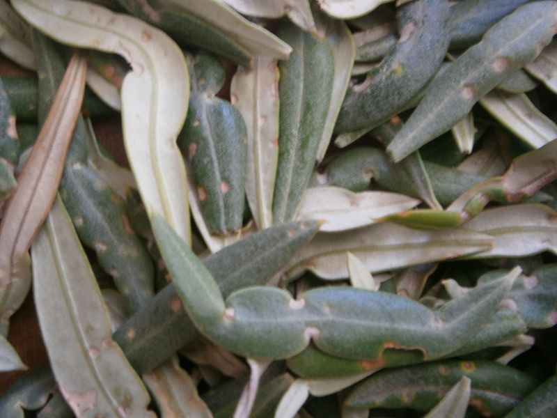 Arañuelo del olivo (Liothrips oleae) Hojas410