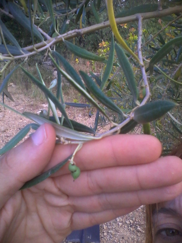 Arañuelo del olivo (Liothrips oleae) Olivos10
