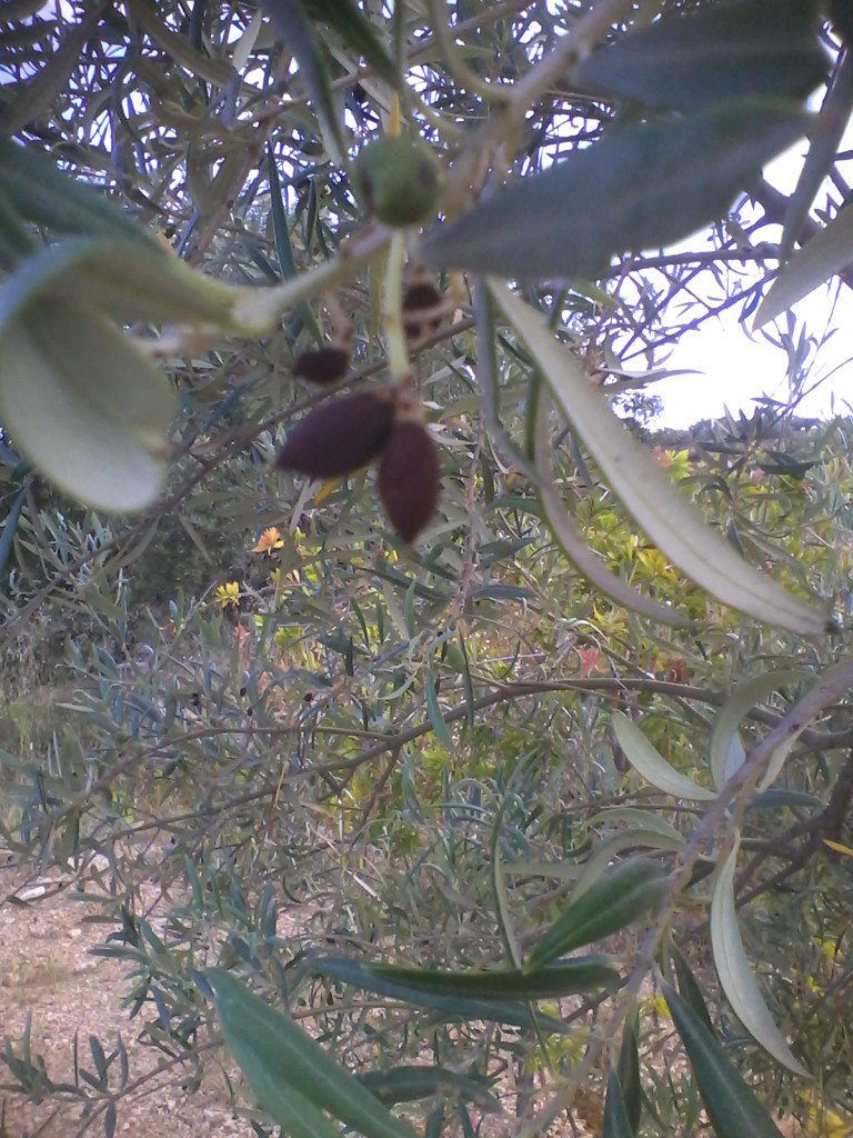 Arañuelo del olivo (Liothrips oleae) Olivos11