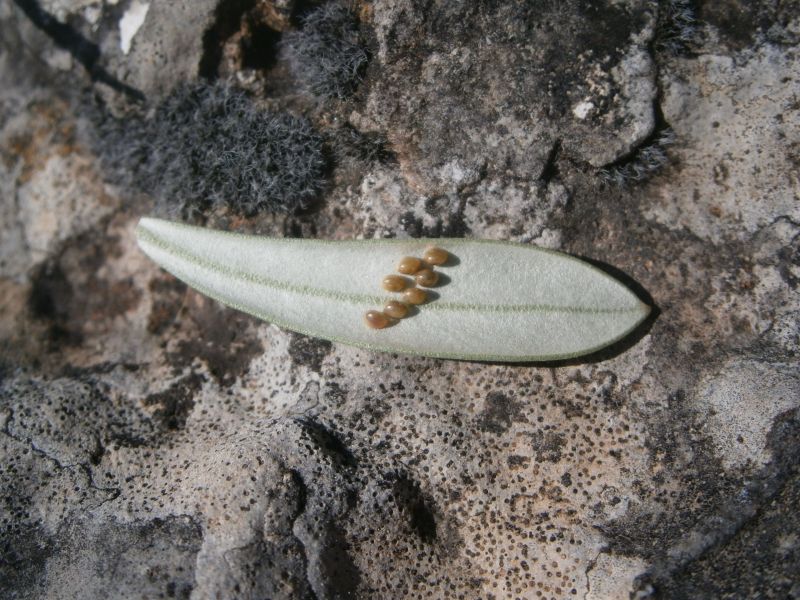 Arañuelo del olivo (Liothrips oleae) Revers11