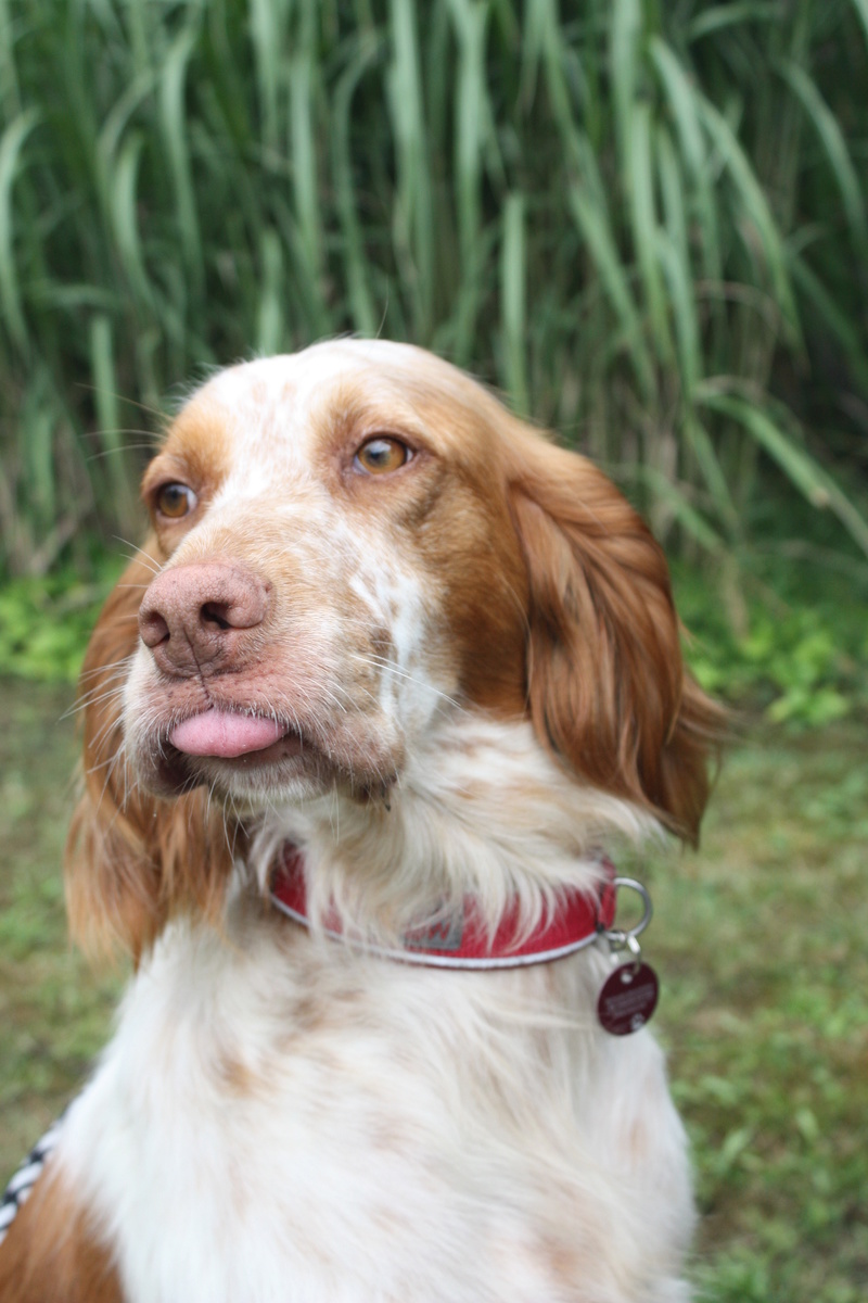 Bildertagebuch - Nela: wünscht sich einen kuschligen Hundekorb, einen vollen Futternapf und liebe Menschen - VERMITTELT! Img_3810
