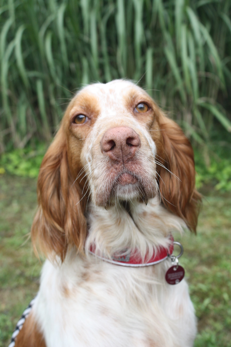 Bildertagebuch - Nela: wünscht sich einen kuschligen Hundekorb, einen vollen Futternapf und liebe Menschen - VERMITTELT! Img_3811