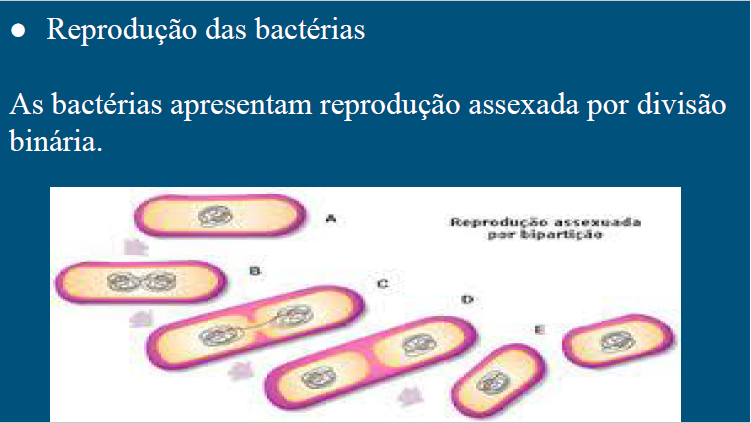 Slides da aula sobre vírus e bactérias Slide_22