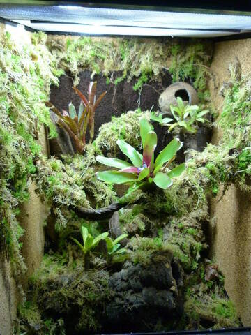 Terrarium planté gecko a crête