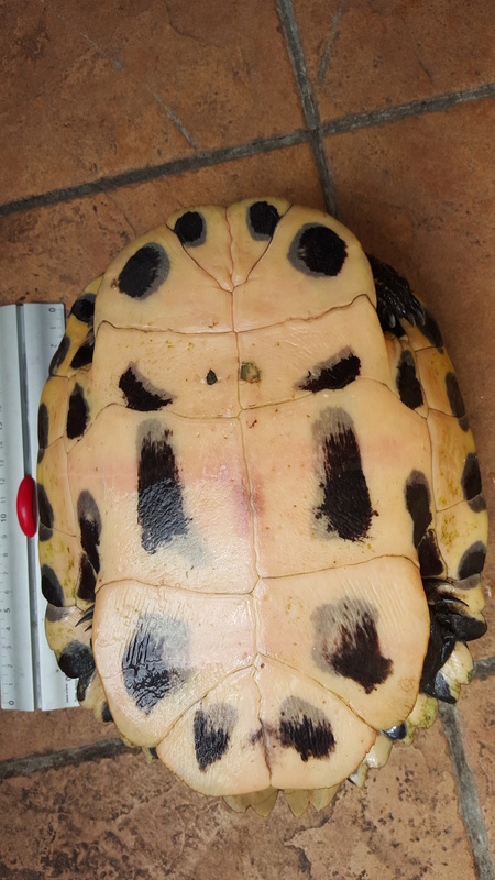 identification tortue trouvée 20170714