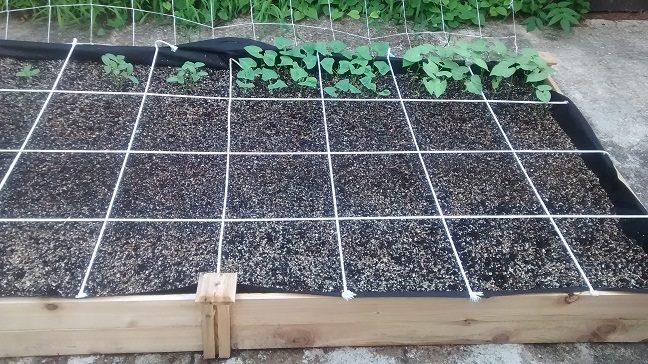 Just Completed my Garden.....What Should I Plant NOW! Img_2016