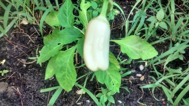 Just Completed my Garden.....What Should I Plant NOW! Img_2018