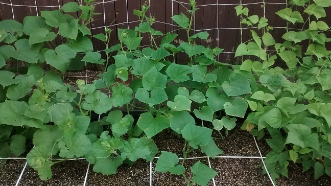 Just Completed my Garden.....What Should I Plant NOW! - Page 2 Img_2030