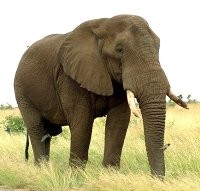 Le 4 octobre, c'est la journée des animaux Elepha10