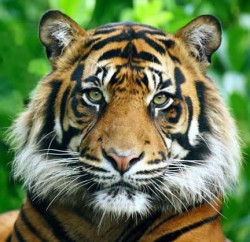 Le 4 octobre, c'est la journée des animaux Tigre10