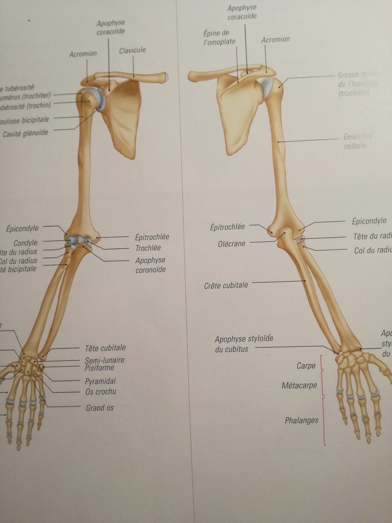 Ressource pour bosser l'anatomie Img_2044