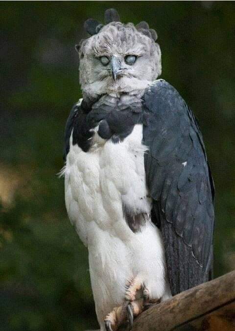 طائر - احذروا طائر ليلى يسبب الشيخوخة و الشيب و يسمى بالانجليزي harpy eagle Fb_img44