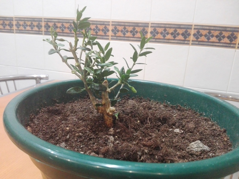Bonsai de olivo Img_2012