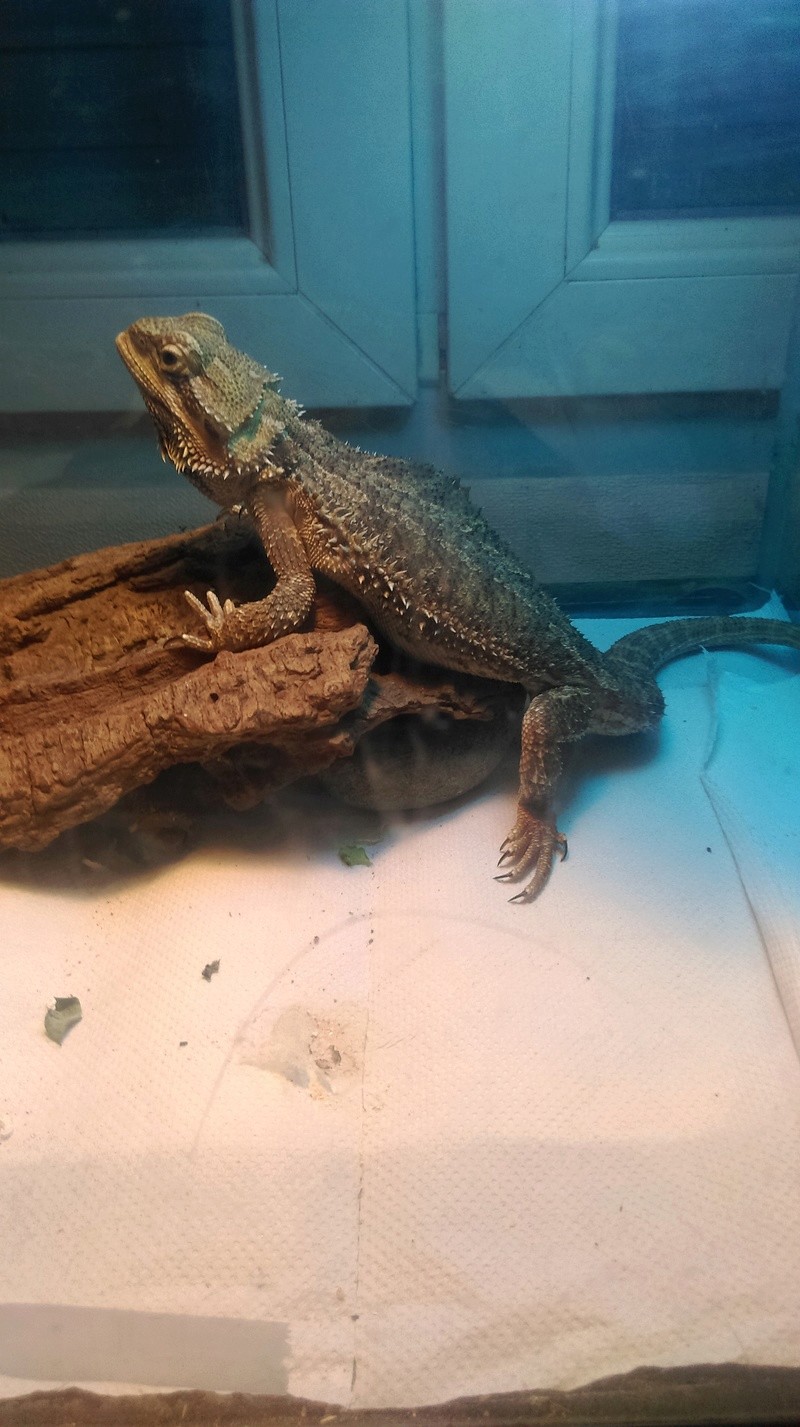 Pogona faible, difficulté à se déplacer. - Page 4 Imag0619