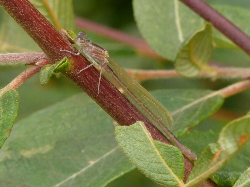 [Ceriagrion tenellum] leste brun ? It1mp311