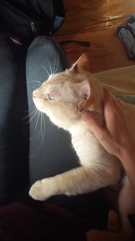 harlan - HARLAN, chat européen red point, yeux bleux, né en 2012 20170712