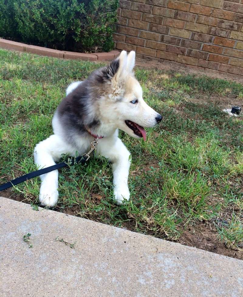 Why does my husky look like this? Image46