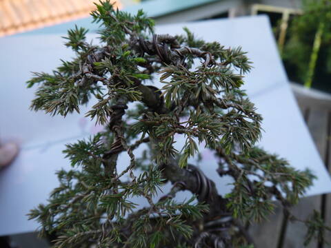 Why is my Juniper Bonzai browning or turning pale green?? (3 lower branches  only) : r/Bonzai