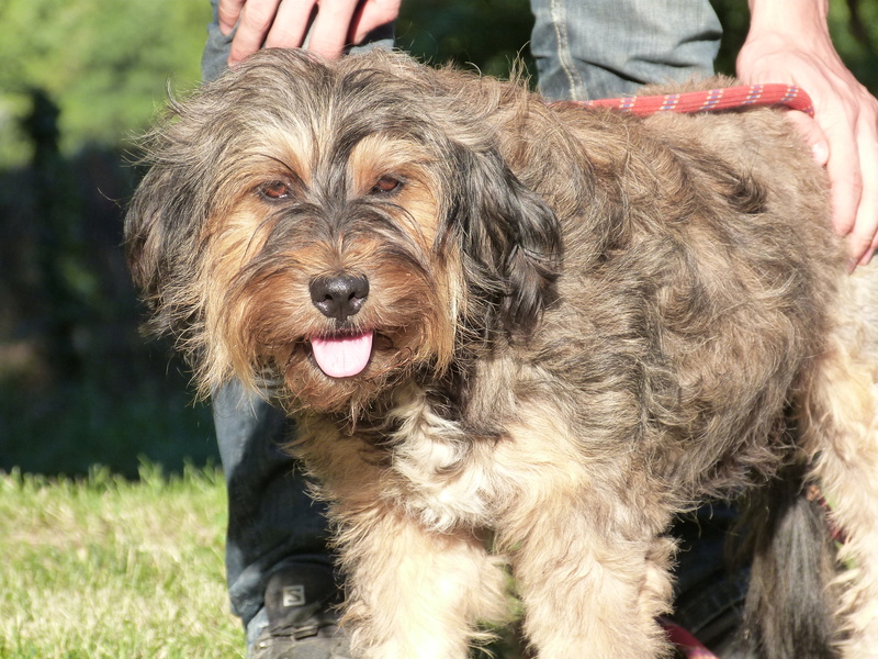 ROXANE - x griffon/bearbed 7 ans - Spa de Poitiers (86) 278_h_17