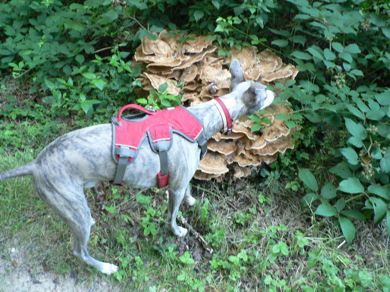 le bois de Courcelles les Montbéliard/Doubs P1310814