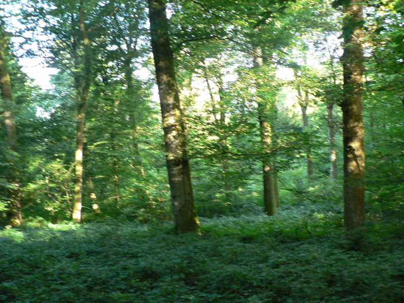 le bois de Courcelles les Montbéliard/Doubs P1310914