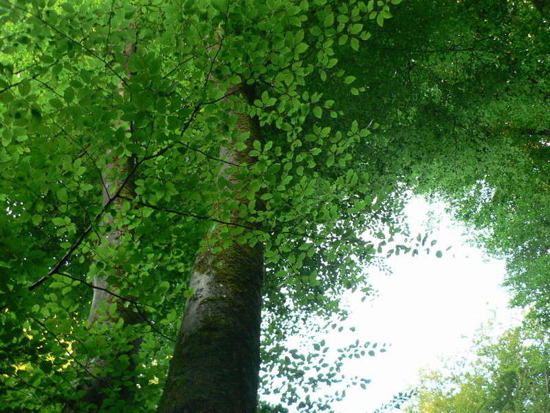 le bois de Courcelles les Montbéliard/Doubs P1310924