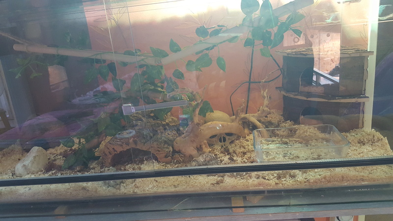 Ma famille de reptiles ! - Page 13 20170823