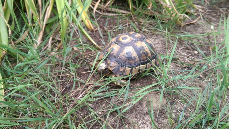 Tortue égarée. Imag0210