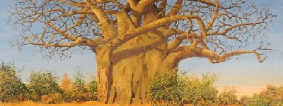 Opuszczony Baobab Baobab10