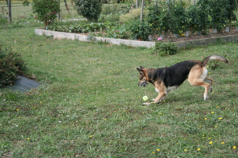 Jaska dans sa nouvelle famille Img_3710