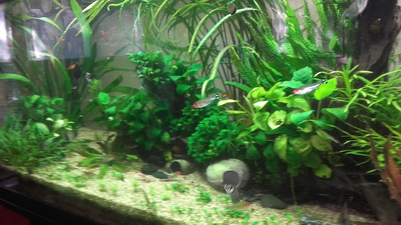 Photos de mes aquariums 20170813