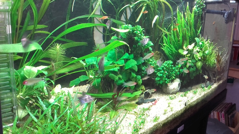 Photos de mes aquariums 20170815