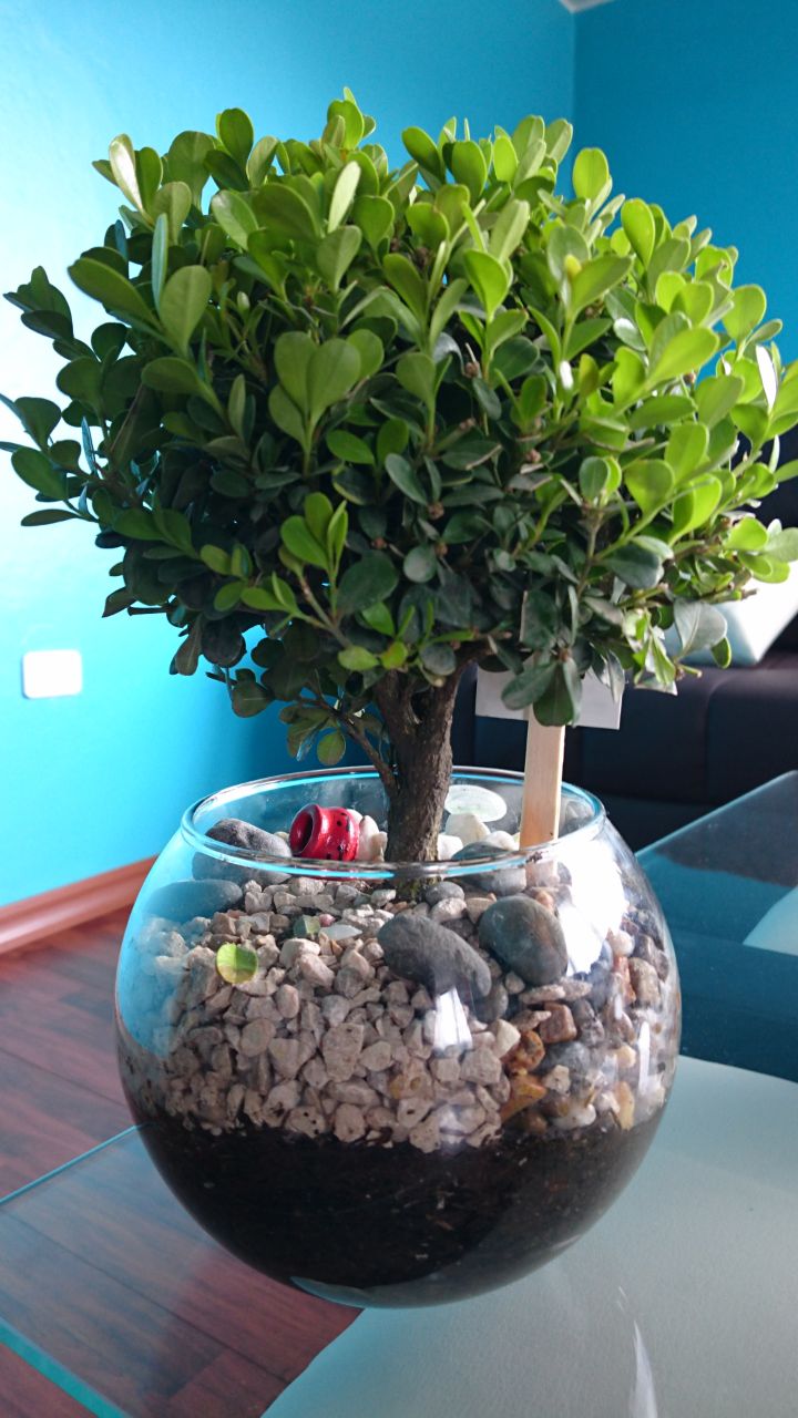 Mi nuevo bonsai Jawi10